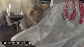 Любопытный кот пожалел о своем решении залезть в пакет