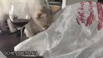 Любопытный кот пожалел о своем решении залезть в пакет