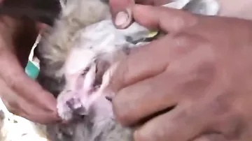В Турции нашли овцу-мутанта с челюстью в ухе