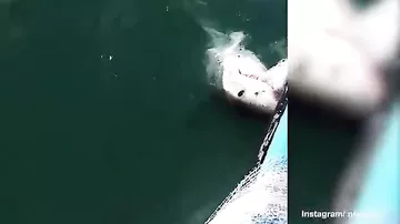 Акула напала на рыбака в Австралии
