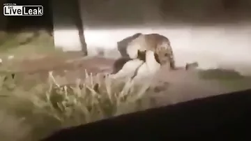 Видео смертельной схватки ягуара с ретривером шокировало Сети