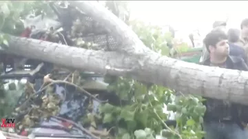 “8-ci kilometr” bazarının qarşısında ağac aşdı, avtomobilləri əzdi