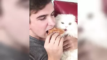 Ролик с покусавшим круассан котом назвали величайшим видео интернета