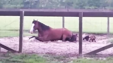 Видео с козлятами, которые пытаются вскарабкаться на лошадь, растрогало интернет-пользователей