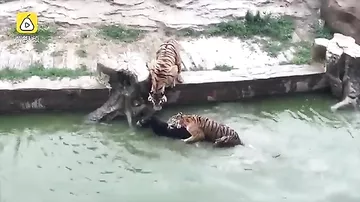 В Китае сотрудники зоопарка скормили тиграм живого осла