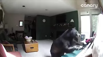 Сыгравший на пианино в чужом доме дикий медведь взорвал Сеть