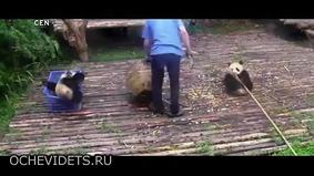 Очаровательные маленькие панды решили помочь смотрителю с уборкой