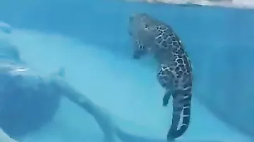 Ягуар под водой
