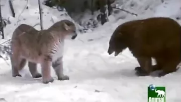 Пума против медведя