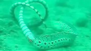 Морская змея против мурены