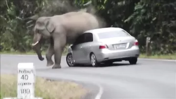 Туристы очень сильно разозлили слона