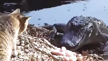 Кот пытается отнять мясо у крокодила