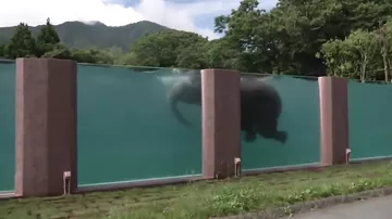В Японии открыли прозрачный бассейн для слонов