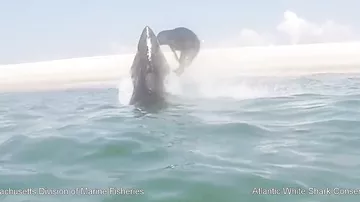 Морской котик убегает от акулы