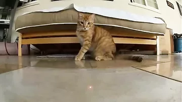 Кошки против лазера