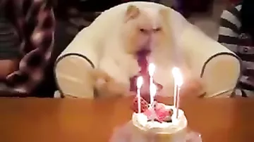 День рожденье кота отмечают тортом и свечками