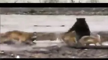 Медведь против стаи волков
