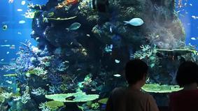 Самый большой океанариум в мире, Сингапур