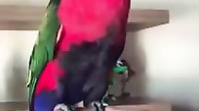Попугай пародирует телефон