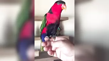 Попугай пародирует телефон