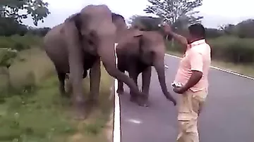 Остановил слонов рукой