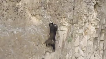 Медведи лазят по отвесным скалам как альпинисты