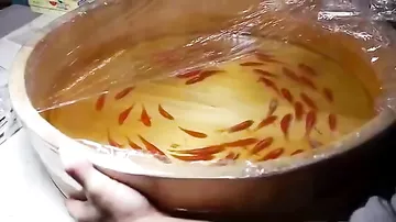 Трехмерные золотые рыбки