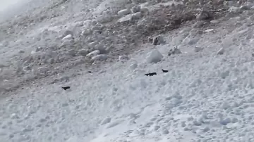 Снежная лавина в горах накрывает семью горных козлов
