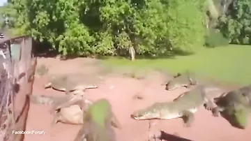 Крокодил отгрыз лапу другому крокодилу во время кормления в зоопарке