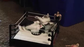 Котята дерутся на игрушечном ринге