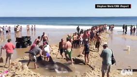 Отдыхающие на пляже спасают белую акулу