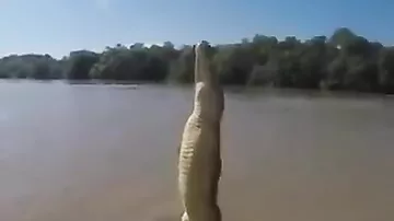 Насколько сильный хвост у крокодила