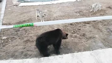 В ярославском зоопарке медведь подрался с волками