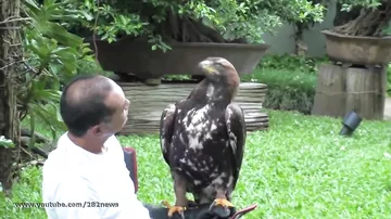 Ручной беркут- золотой орел