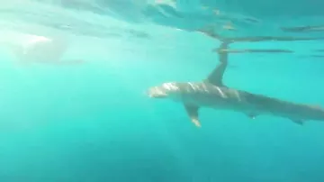 Рыбаки плавают с акулой