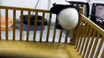 Малыш панды пытается сбежать