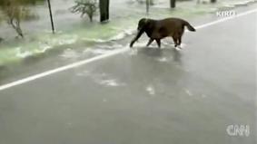 Собака ловит рыбу прямо на авто трассе