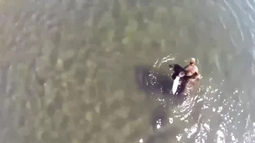 Медведь рыбачит на озере