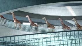 Команда жирафов по прыжкам в воду