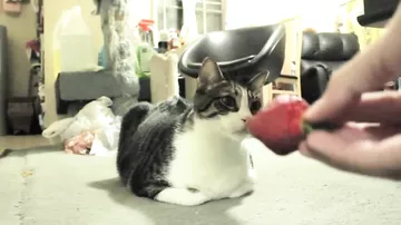 Кот и Клубника, неожиданная реакция кота