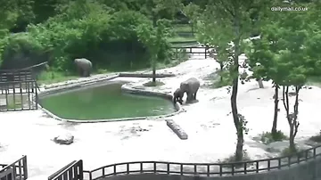 В Сеуле обитатели зоопарка спасли тонущего слонёнка