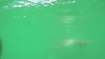 Гигантский кальмар отнял доску у серфингиста, сбросив его в воду