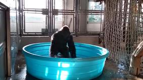 Горилла стала звездой зоопарка Далласа благодаря зажигательному танцу в бассейне