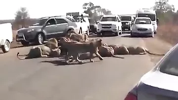Aslanlar avtomobil yolunu belə bağladı