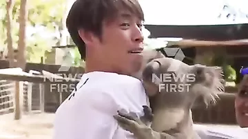 Капризная коала покусала и расцарапала японского спортсмена из-за обнимашек