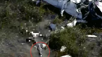 Пилота самолёта, разбившегося во Флориде, съел аллигатор