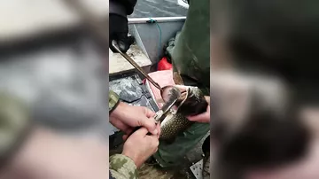 Рыбак поймал щуку с сюрпризом внутри