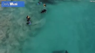 Камера на дроне случайно сняла акул, окруживших купающихся детей