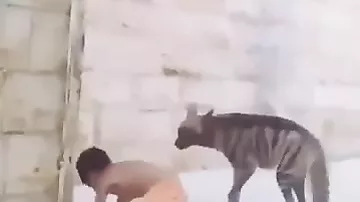 Ребенок перелез стену и столкнулся с огромной гиеной