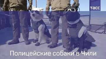 Полицейские собаки в Чили получили зимнюю форму одежды